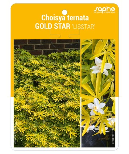 Choisya ternata GOLD STAR 'LISSTAR'