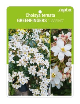 Choisya ternata GREENFINGERS 'LISSFING'