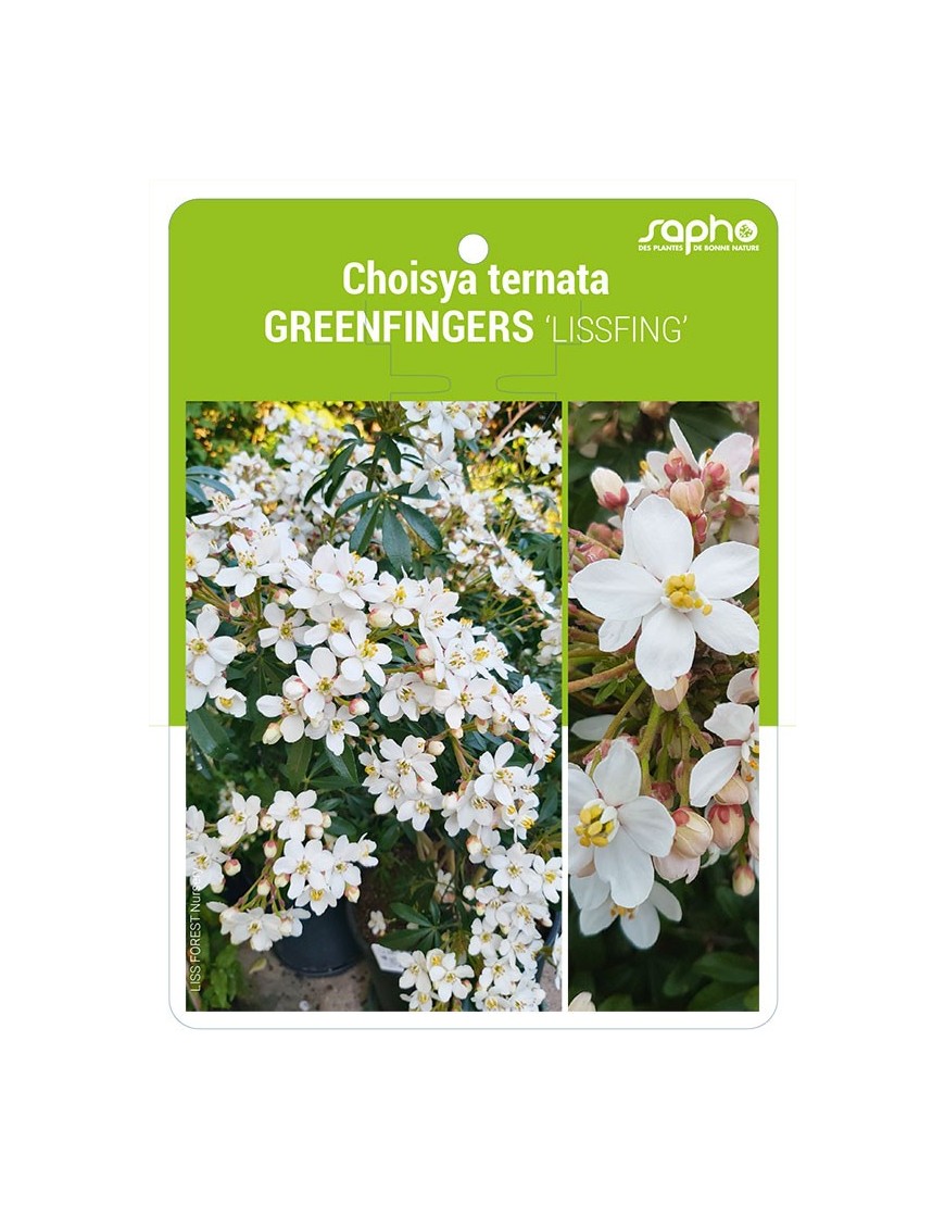 Choisya ternata GREENFINGERS 'LISSFING'