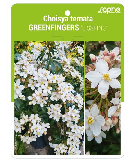 Choisya ternata GREENFINGERS 'LISSFING'