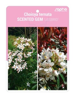 Choisya ternata SCENTED GEM 'LISSBRID'