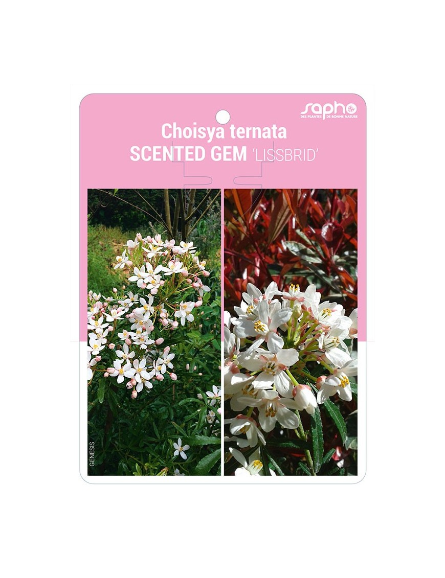 Choisya ternata SCENTED GEM 'LISSBRID'