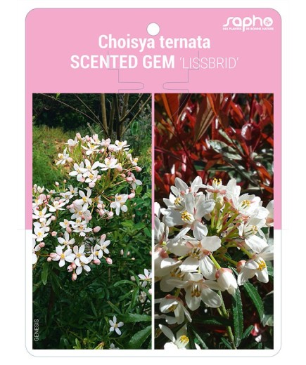 Choisya ternata SCENTED GEM 'LISSBRID'