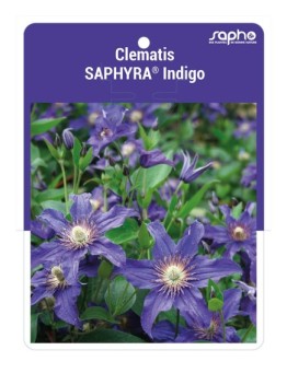 Clematis SAPHYRA® Indigo
