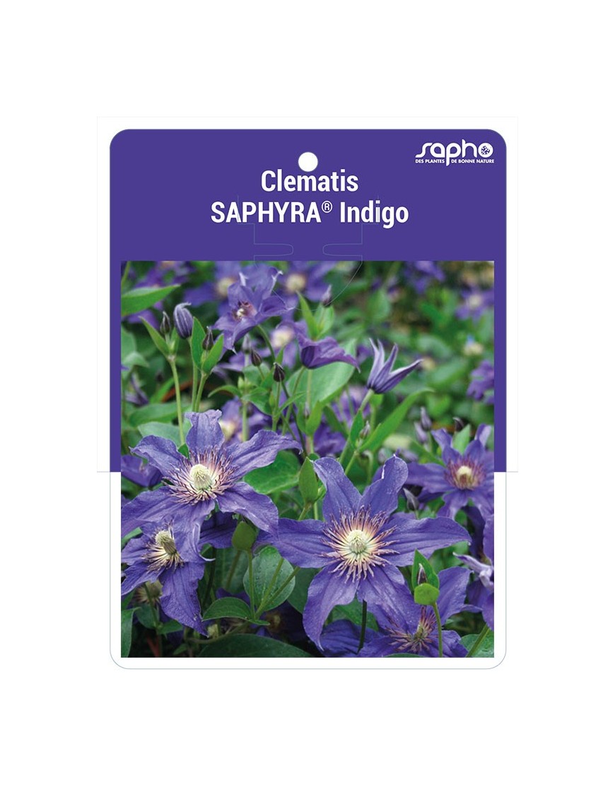 Clematis SAPHYRA® Indigo