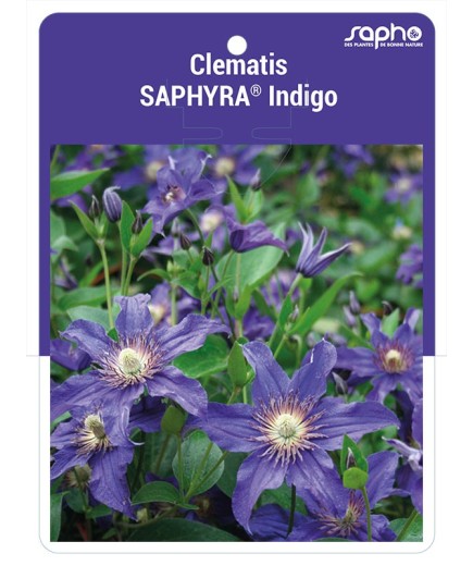 Clematis SAPHYRA® Indigo