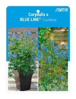 Corydalis x BLUE LINE® 'Couriblue'