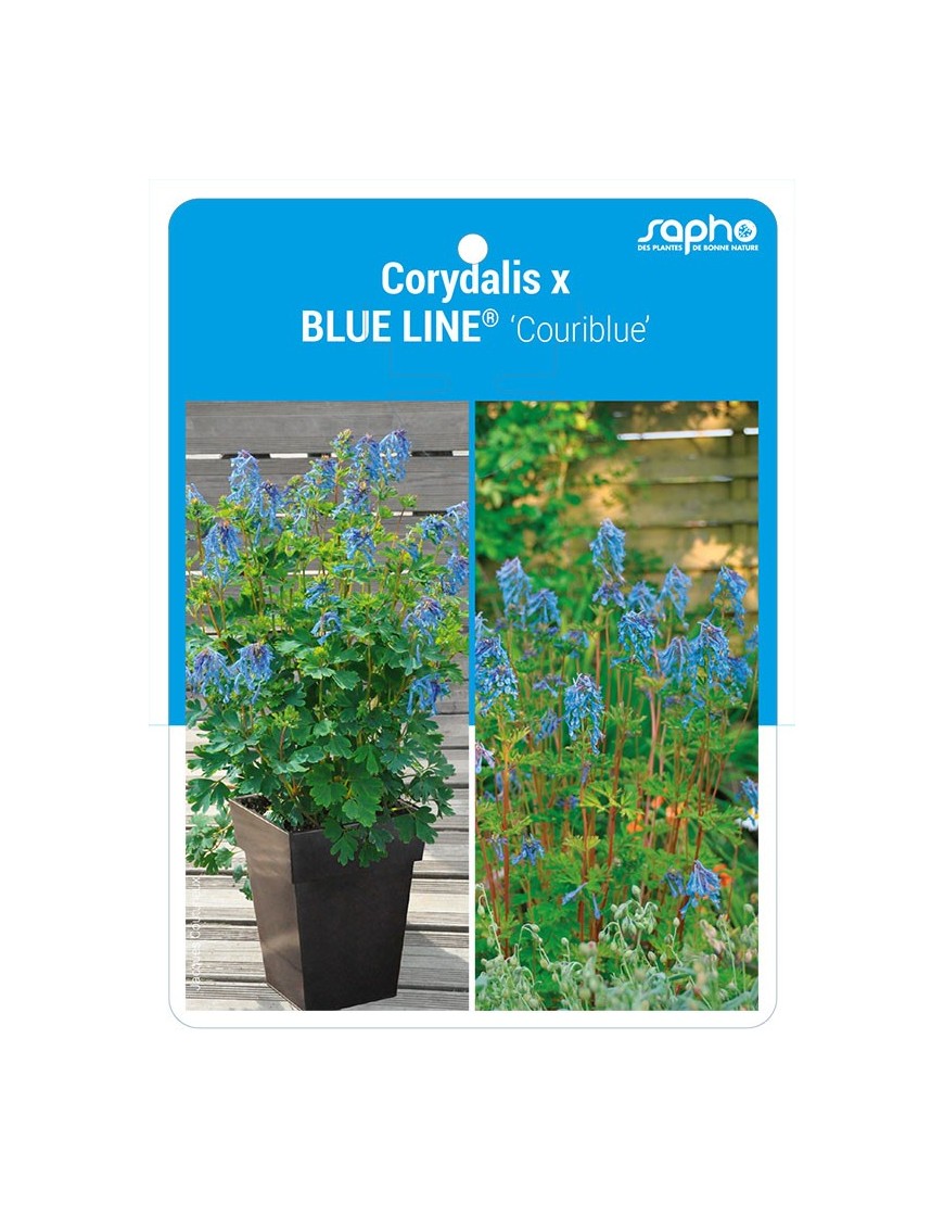 Corydalis x BLUE LINE® 'Couriblue'