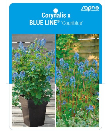 Corydalis x BLUE LINE® 'Couriblue'