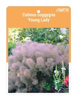 Cotinus coggygria ‘Young Lady’