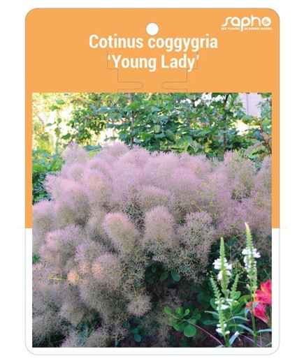 Cotinus coggygria ‘Young Lady’