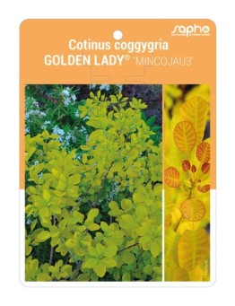 Cotinus coggygria GOLDEN LADY® ‘MINCOJAU3’