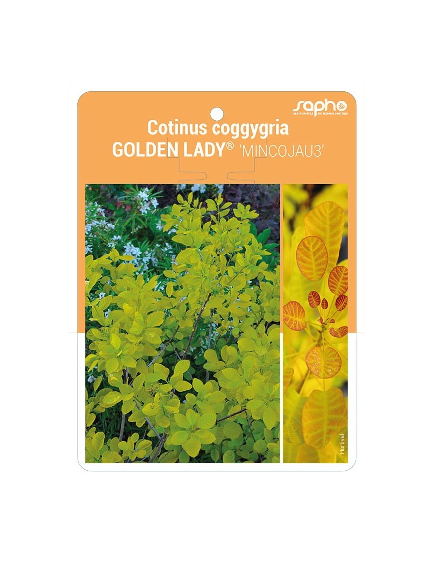 Cotinus coggygria GOLDEN LADY® ‘MINCOJAU3’
