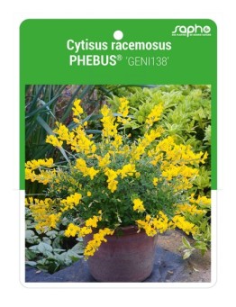 Cytisus racemosus PHEBUS® 'GENI138'