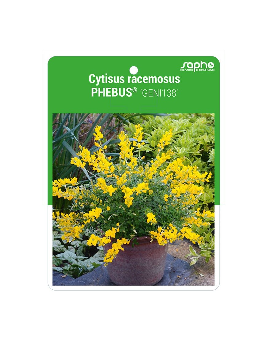 Cytisus racemosus PHEBUS® 'GENI138'