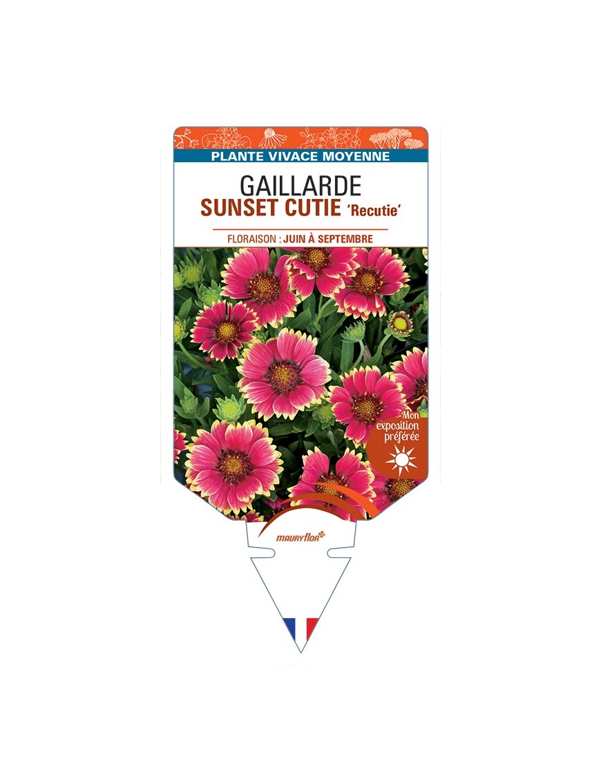 GAILLARDIA SUNSET CUTIE Recutie
