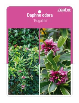 Daphne odora 'Rogalski'