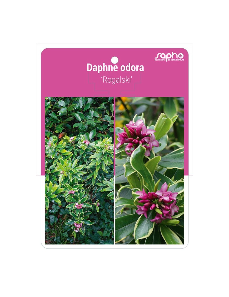 Daphne odora 'Rogalski'