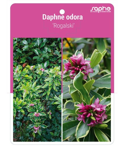 Daphne odora 'Rogalski'