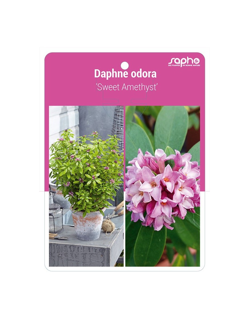 Daphne odora 'Sweet Amethyst'