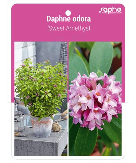 Daphne odora 'Sweet Amethyst'