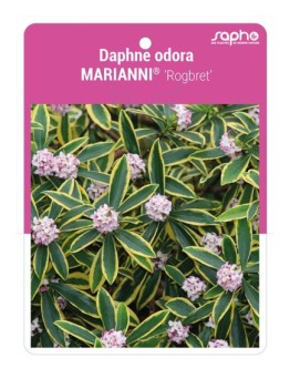 Daphne odora MARIANNI® 'Rogbret' *