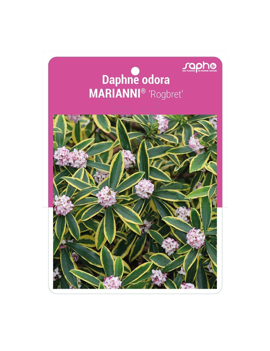 Daphne odora MARIANNI® 'Rogbret' *