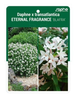 Daphne x transatlantica ETERNAL FRAGRANCE 'BLAFRA'