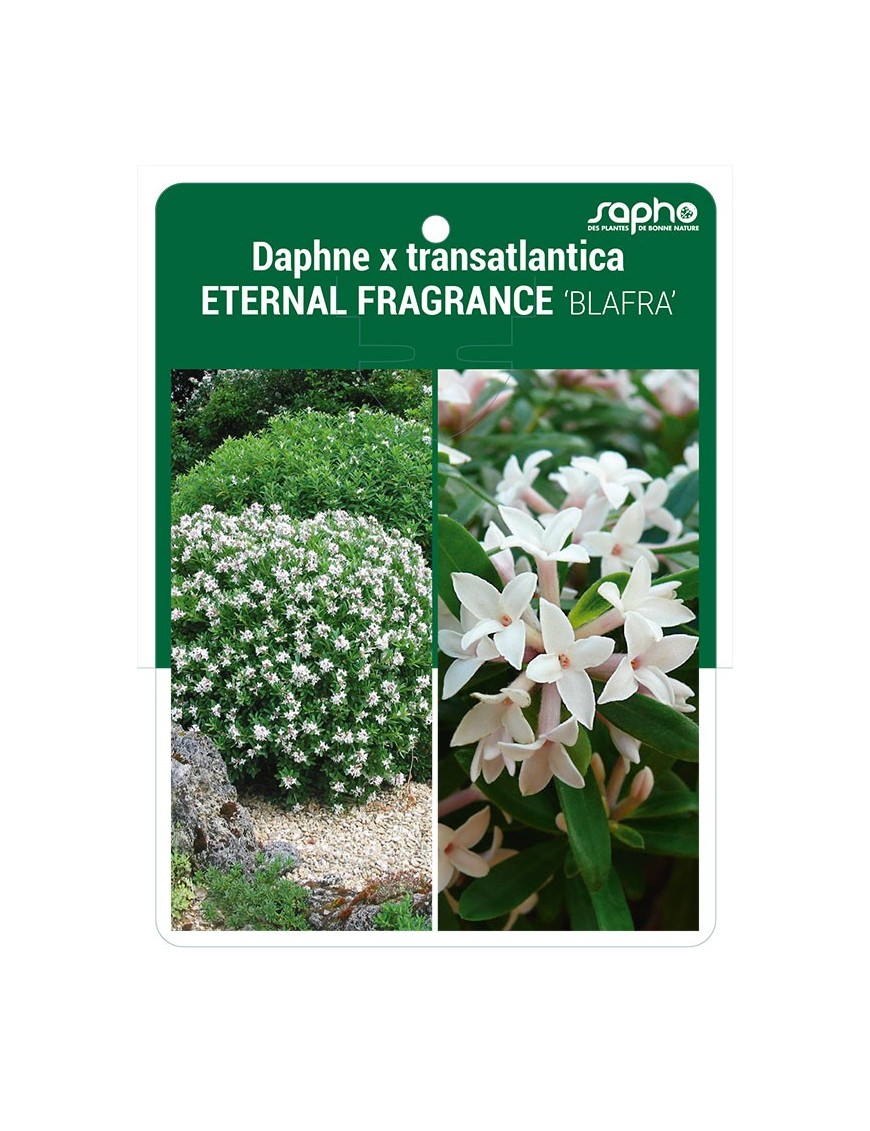 Daphne x transatlantica ETERNAL FRAGRANCE 'BLAFRA'