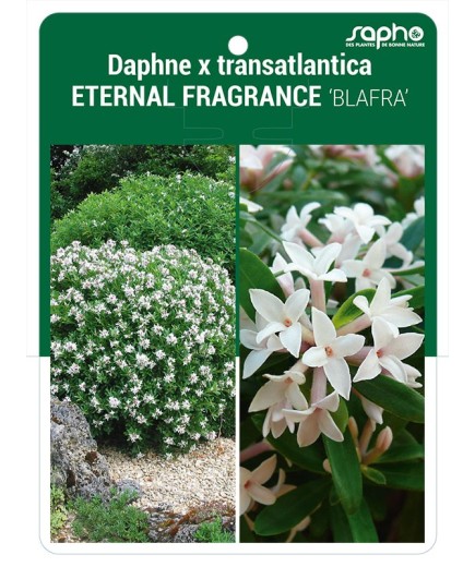 Daphne x transatlantica ETERNAL FRAGRANCE 'BLAFRA'