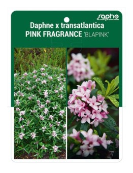 Daphne x transatlantica PINK FRAGRANCE 'BLAPINK'