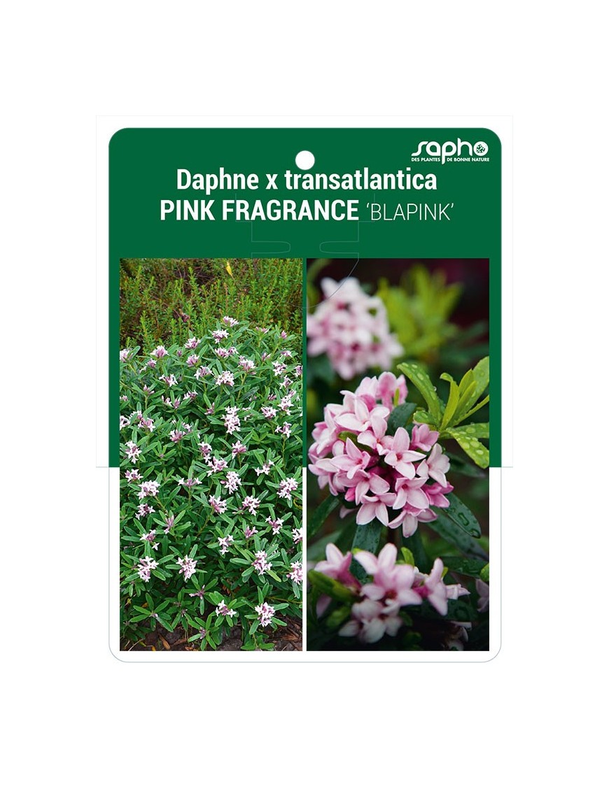 Daphne x transatlantica PINK FRAGRANCE 'BLAPINK'