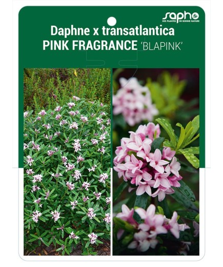 Daphne x transatlantica PINK FRAGRANCE 'BLAPINK'