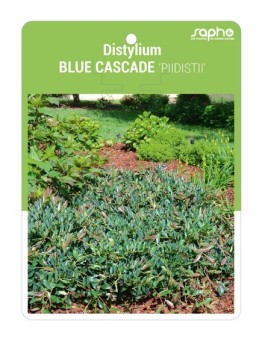 Distylium BLUE CASCADE 'PIIDISTII'