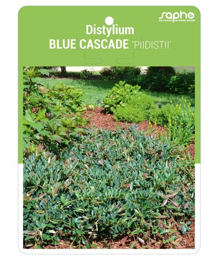 Distylium BLUE CASCADE 'PIIDISTII'