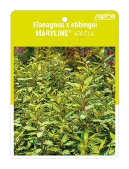 Elaeagnus x ebbingei MARYLINE® 'ABRELA'