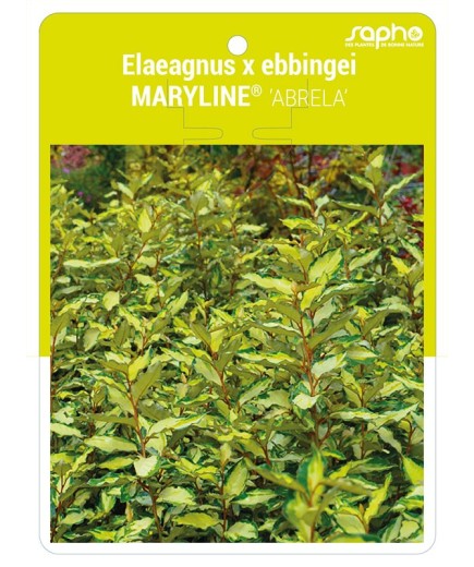 Elaeagnus x ebbingei MARYLINE® 'ABRELA'