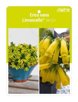 Erica nana Limoncello® 'NICO1'