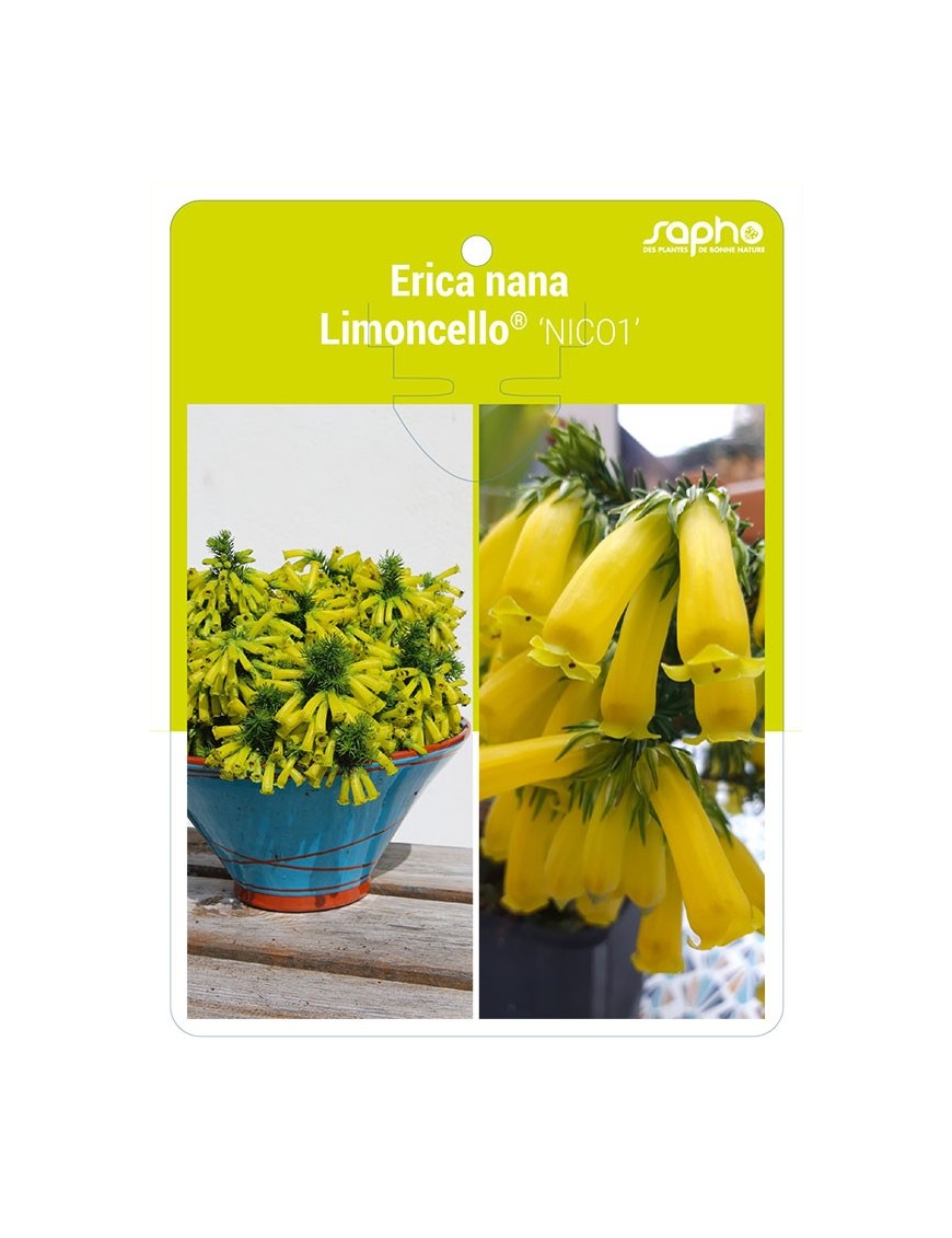 Erica nana Limoncello® 'NICO1'