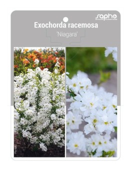 Exochorda racemosa 'Niagara'