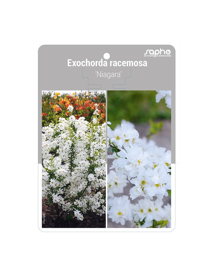 Exochorda racemosa 'Niagara'