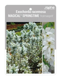 Exochorda racemosa MAGICAL® SPRINGTIME ‘Kolmasprit’