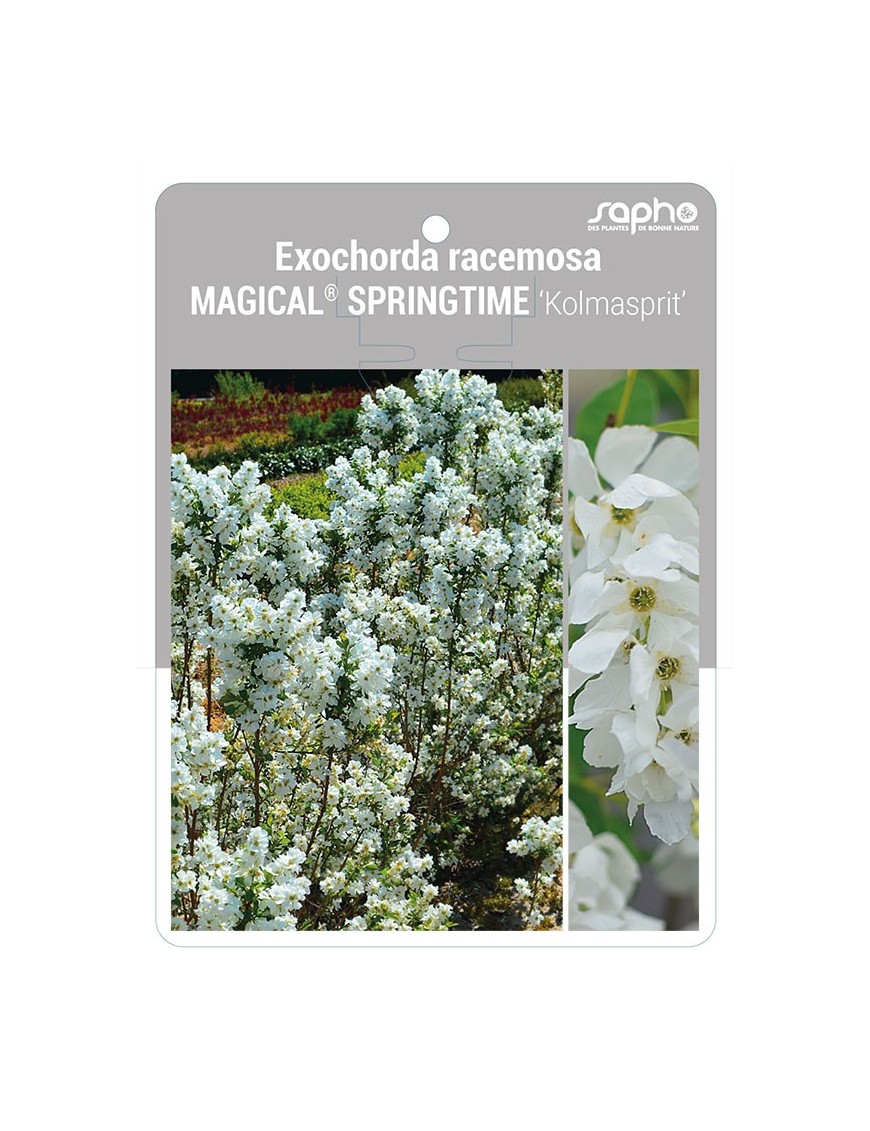 Exochorda racemosa MAGICAL® SPRINGTIME ‘Kolmasprit’