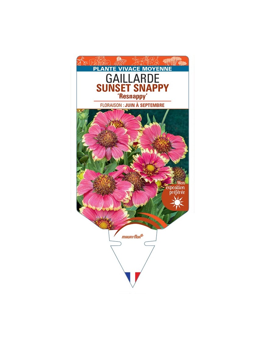 GAILLARDIA SUNSET SNAPPY Resnappy