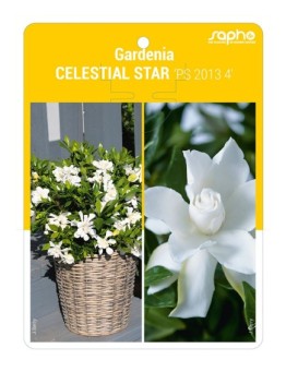 Gardenia CELESTIAL STAR 'PS 2013 4'