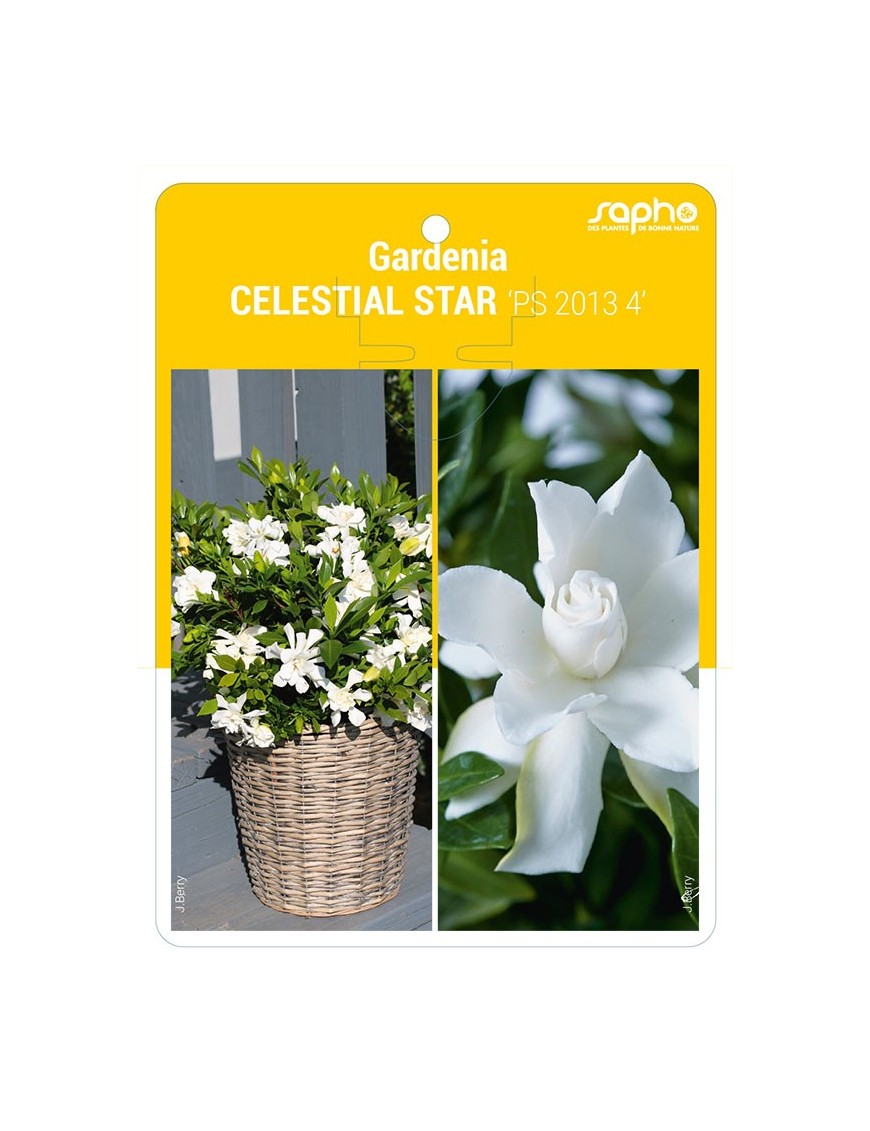 Gardenia CELESTIAL STAR 'PS 2013 4'