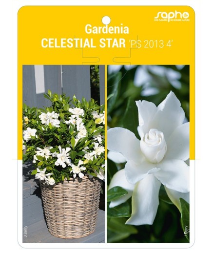Gardenia CELESTIAL STAR 'PS 2013 4'