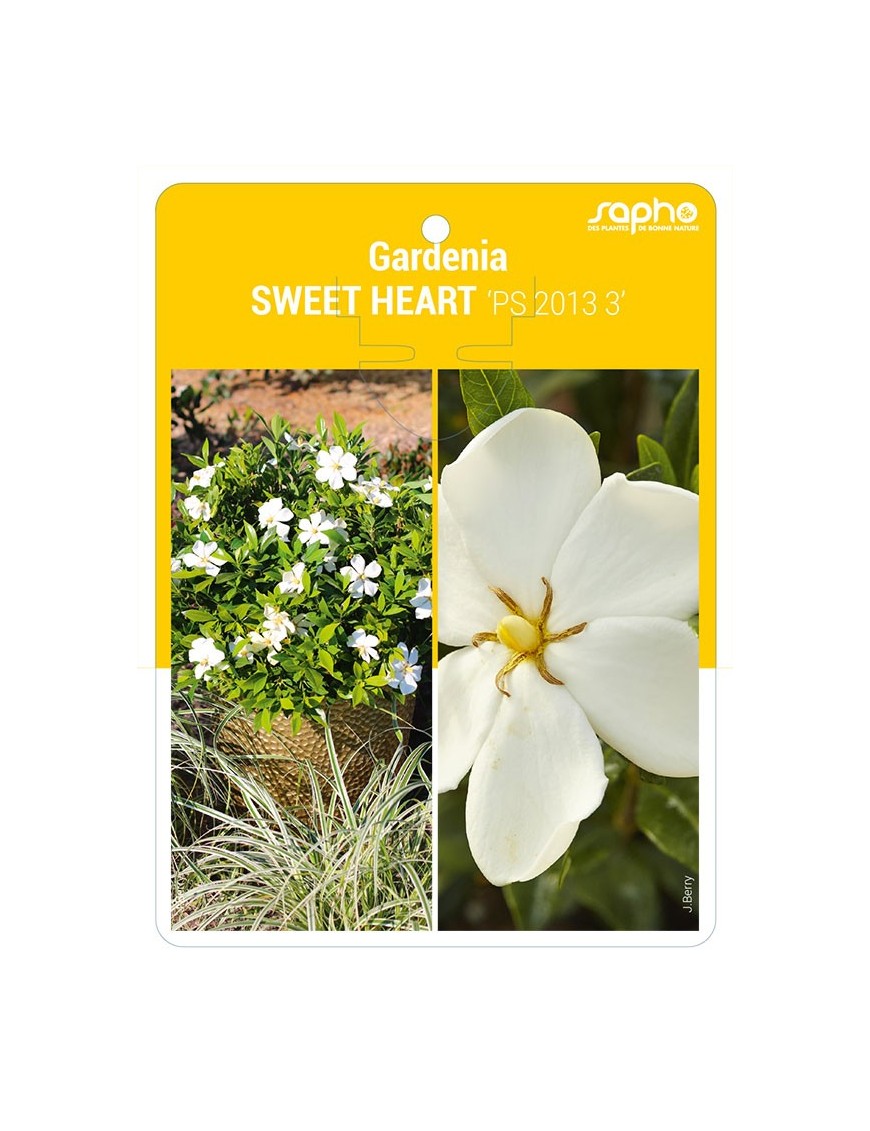 Gardenia SWEET HEART 'PS 2013 3'