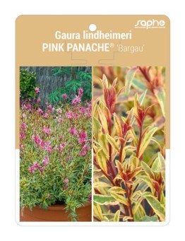 Gaura lindheimeri PINK PANACHE® 'Bargau'