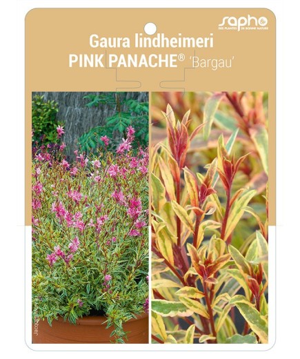 Gaura lindheimeri PINK PANACHE® 'Bargau'